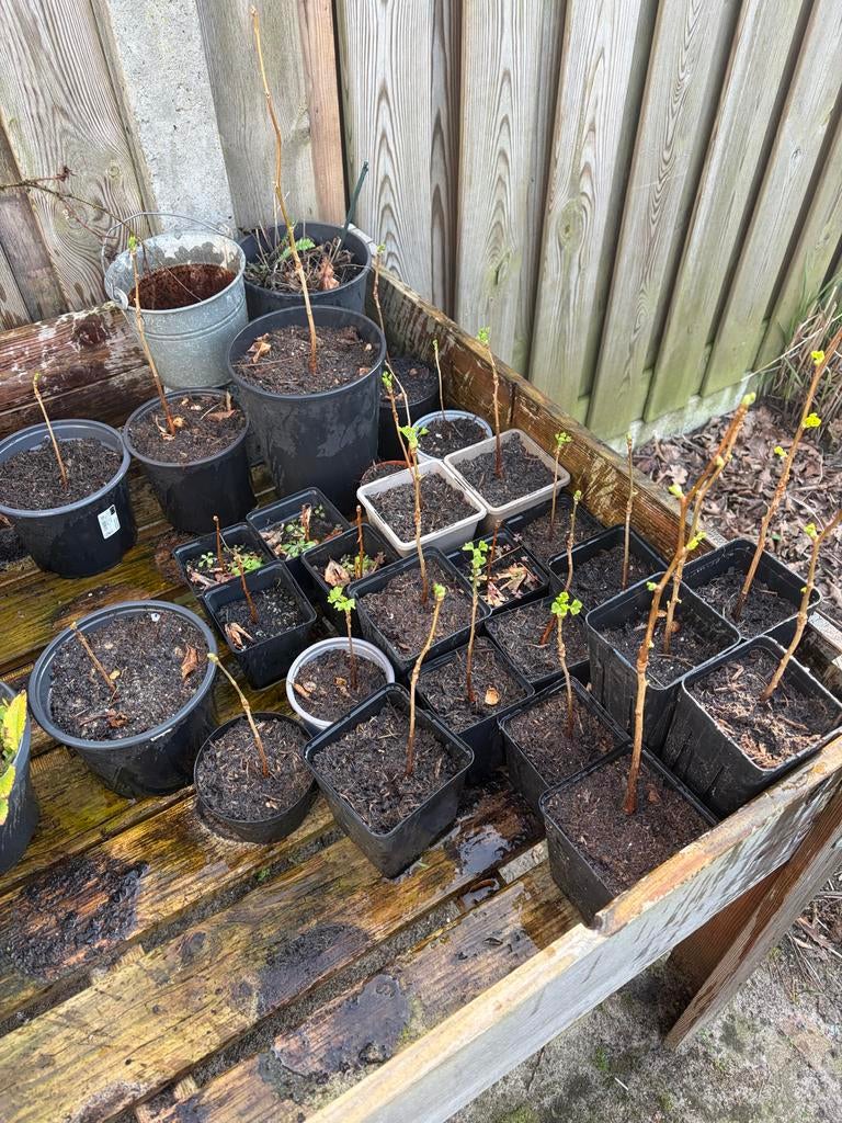 Jonge ginkgo biloba plant, 2e jaar, Volle zon, Vaste plant, Bloeit niet, Ophalen