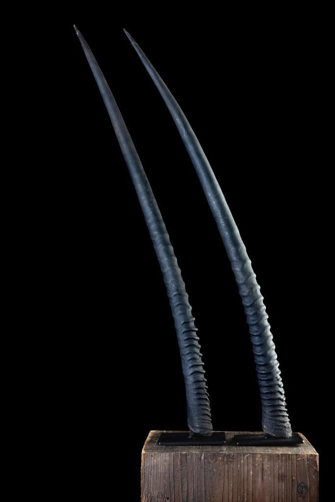 Oryx gewei, Ophalen, Zo goed als nieuw, Overige soorten, Opgezet dier