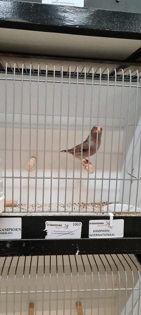 Te koop Woestijnvinken trompet, Ophalen, Gebruikt, Hout, Vogelkooi