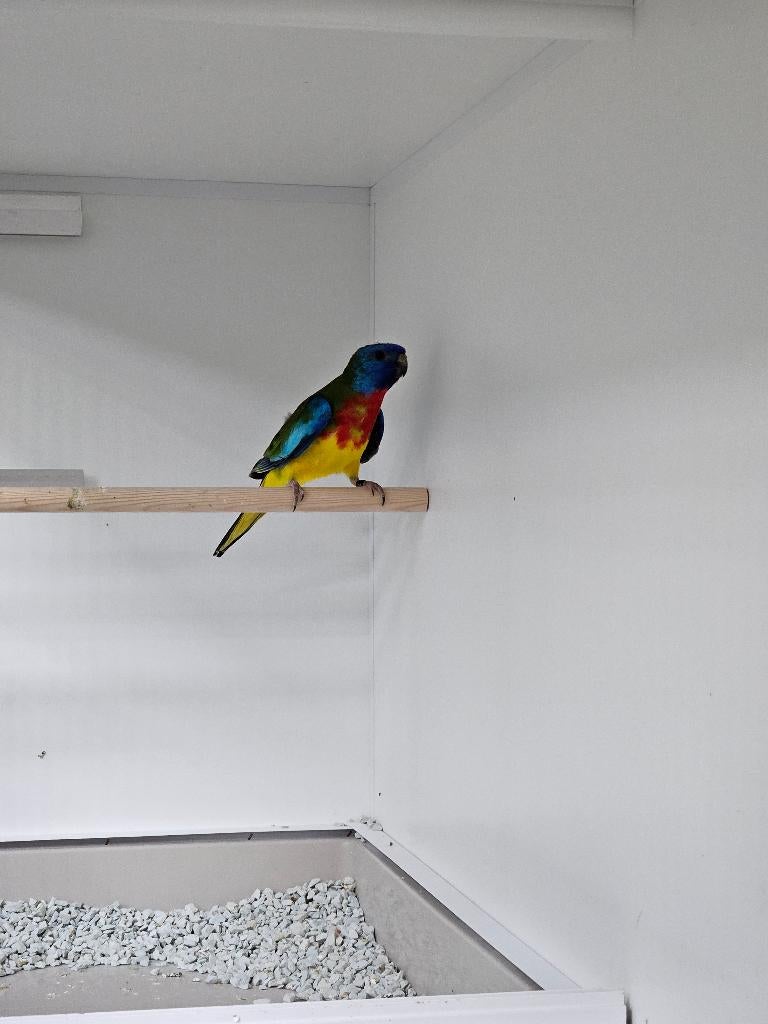 Splendidparkiet man 2025, geringd (M), Dieren en Toebehoren, Mannelijk, Parkiet, Geringd