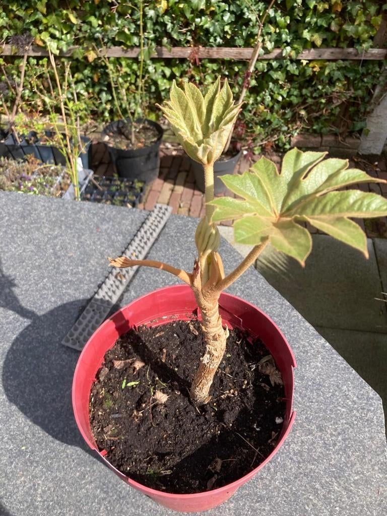 Tetrapanax papyrifera/ Chinese papierplant, Ophalen, Vaste plant, Overige soorten, Halfschaduw