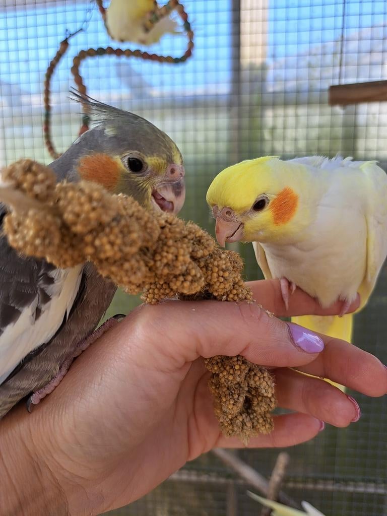 Handtamme valkparkieten (zie omschrijving!), Meerdere dieren, Parkiet