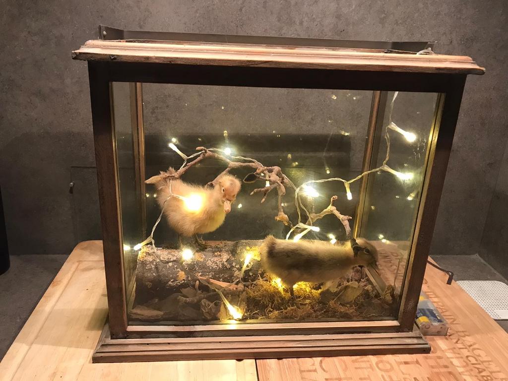 Opgezette eendjes in vitrine met verlichting, Ophalen, Gebruikt, Vogel, Opgezet dier