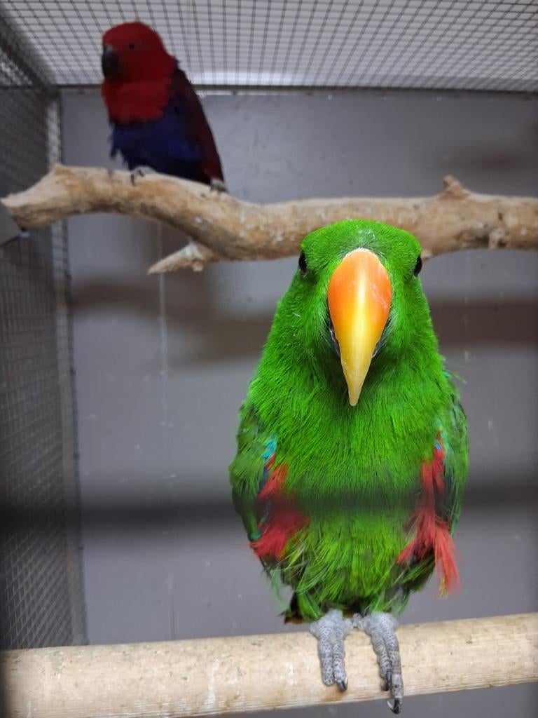 Mooi koppel edel papagaaien, Dieren en Toebehoren, Vogels | Parkieten en Papegaaien, Meerdere dieren, Papegaai, Tam