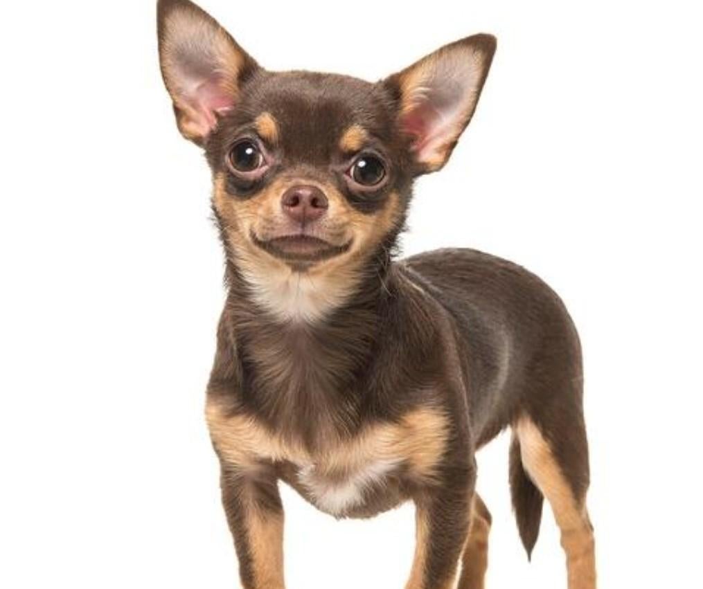 Volwassen chihuahua of ander klein gezocht lees advertentie, Reu, Parvo, Eén hond, Chihuahua