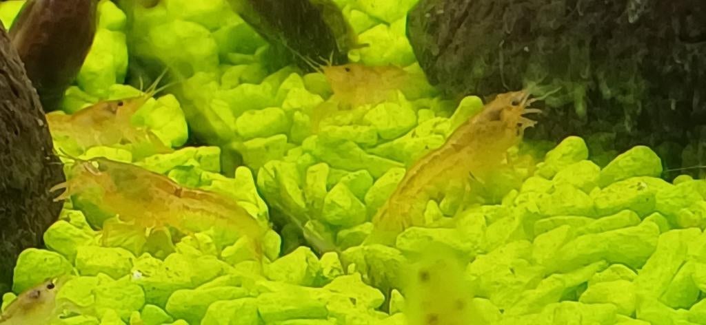 PAASACTIE !!!! Cpo kreeftje, Dieren en Toebehoren, Kreeft, Krab of Garnaal, Zoetwatervis