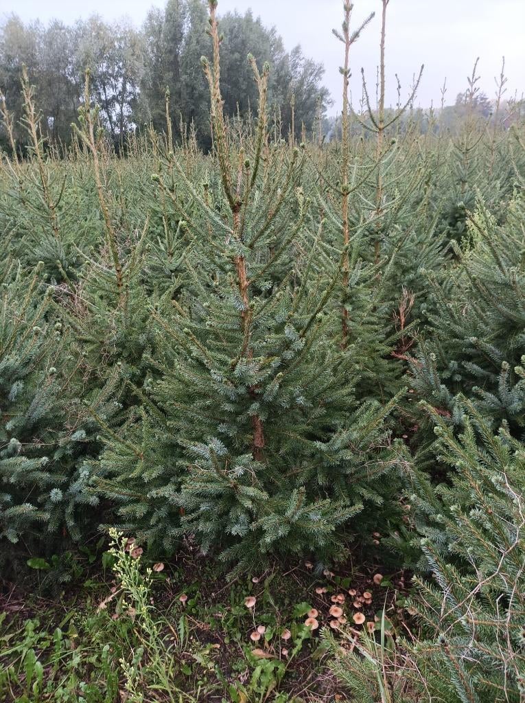 kerstbomen, Ophalen, Nieuw