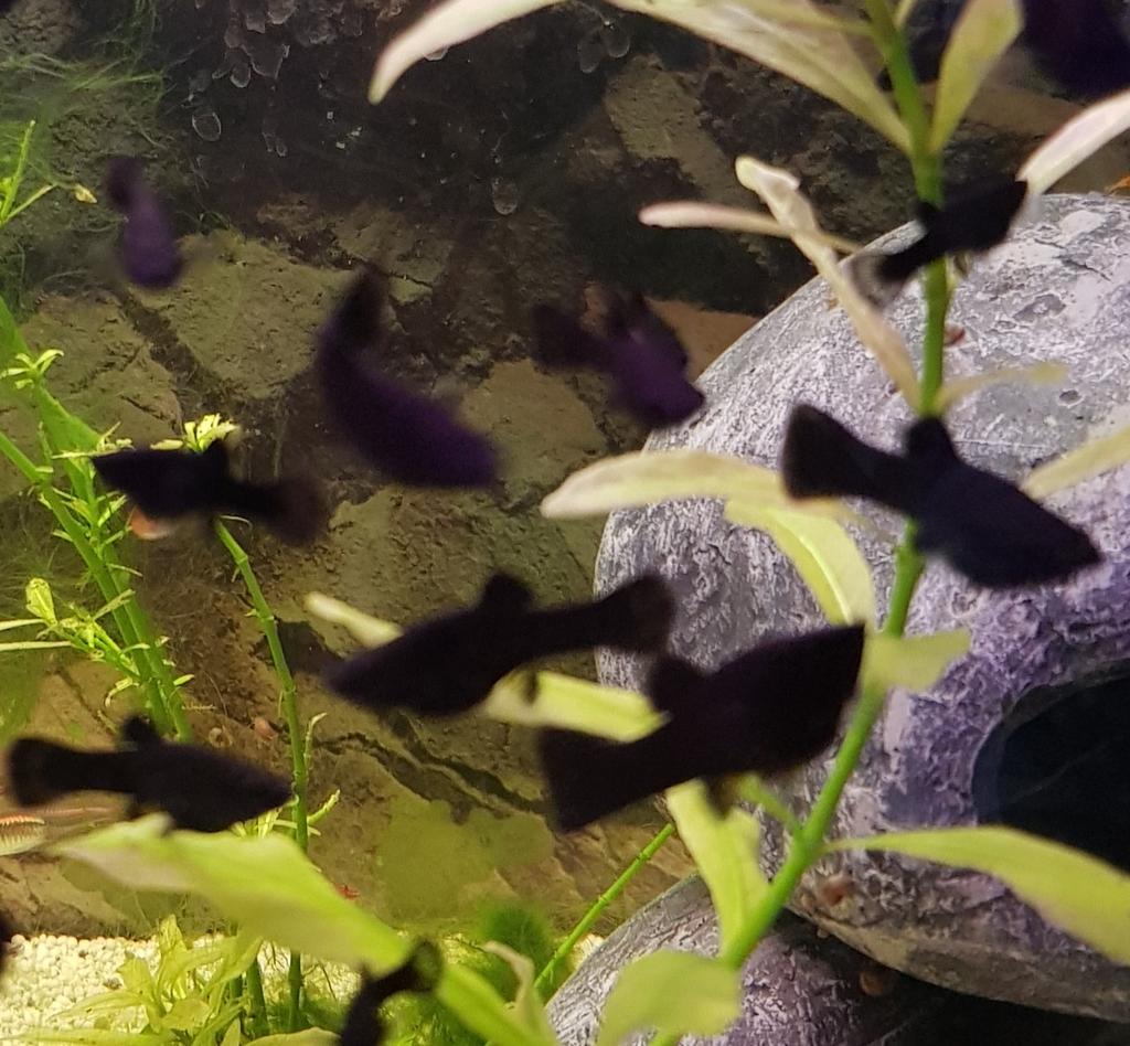 Mooie volwassen black mollys., Vis, Zoetwatervis