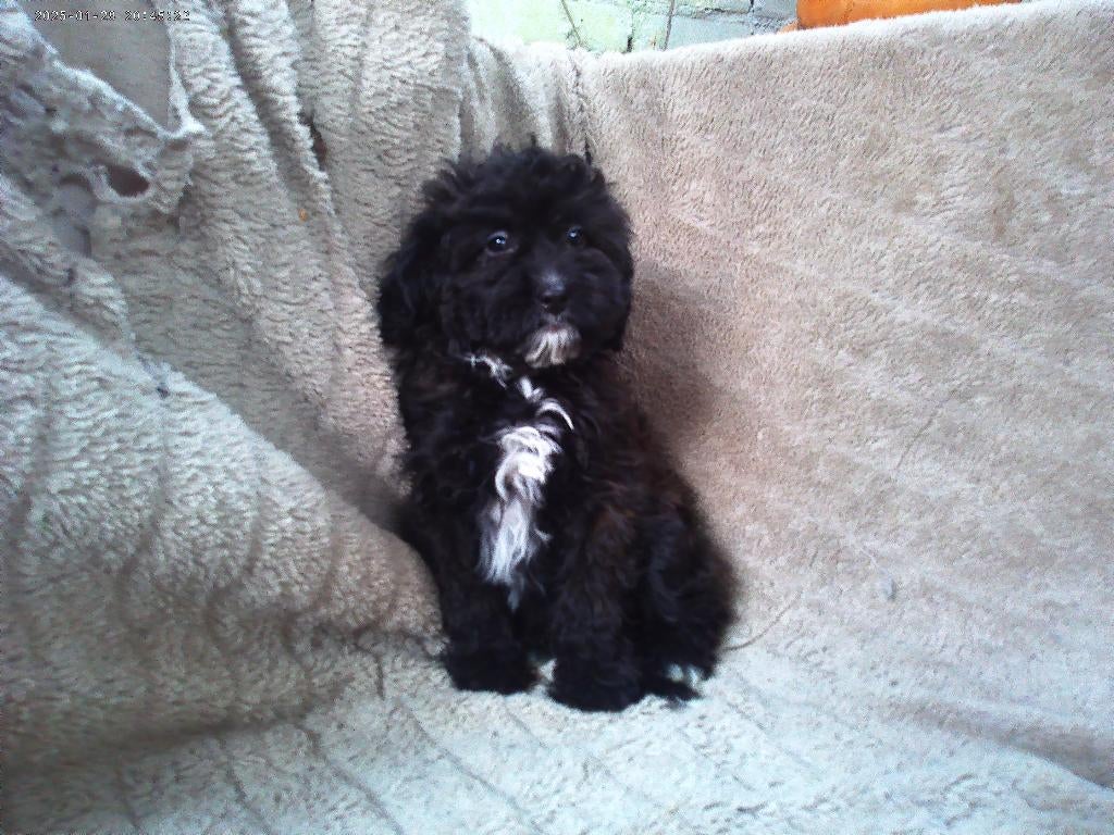 mini labradoodle, Poedel, 8 tot 15 weken, Parvo, Meerdere