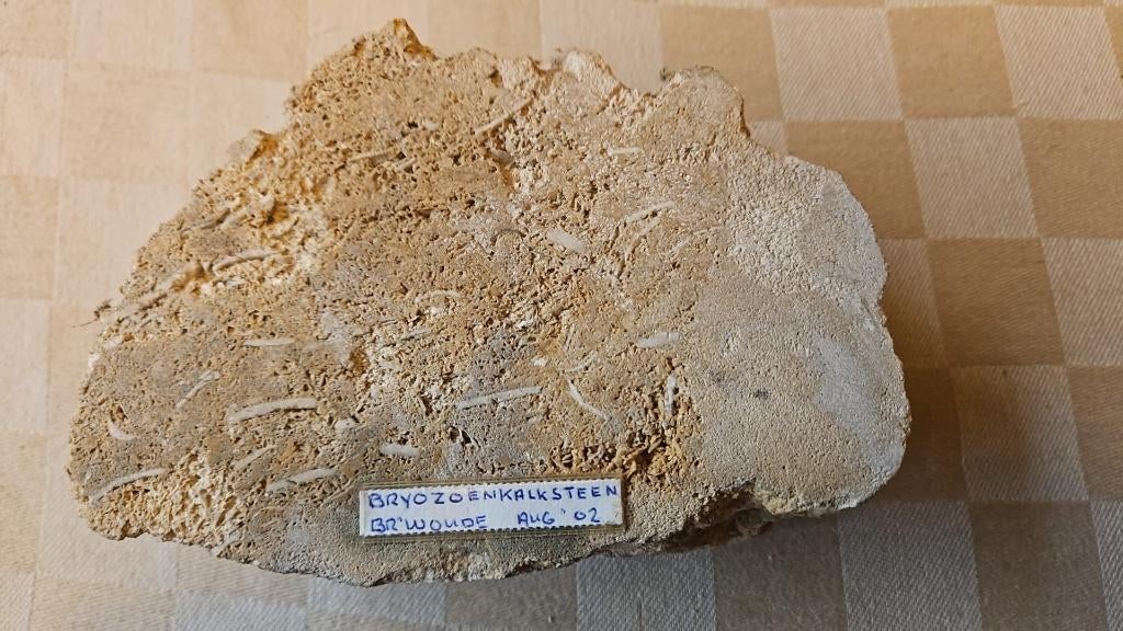 zwerfkei steen zwerf kei Bryozoen kalksteen fraai, Tuin en Terras, Grind, Keien en Split, Ophalen of Verzenden, Nieuw, Grijs, Overige typen