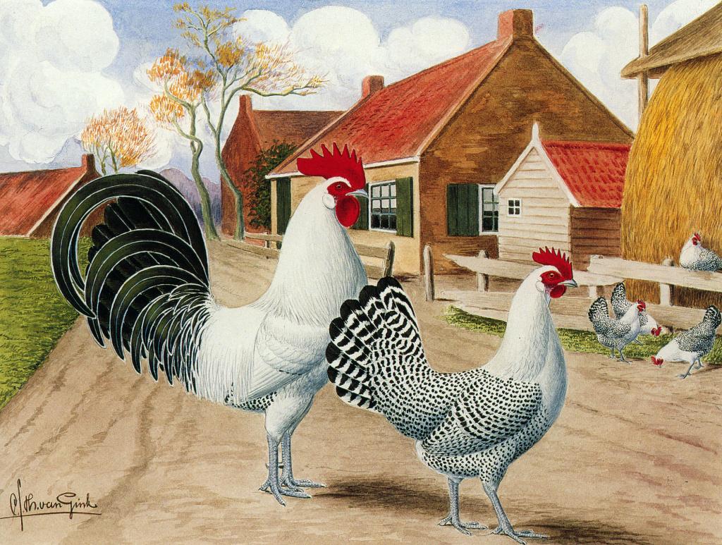 Broedeieren Friese kippen zilverpel (groot), Dieren en Toebehoren, Pluimvee, Geslacht onbekend, Kip