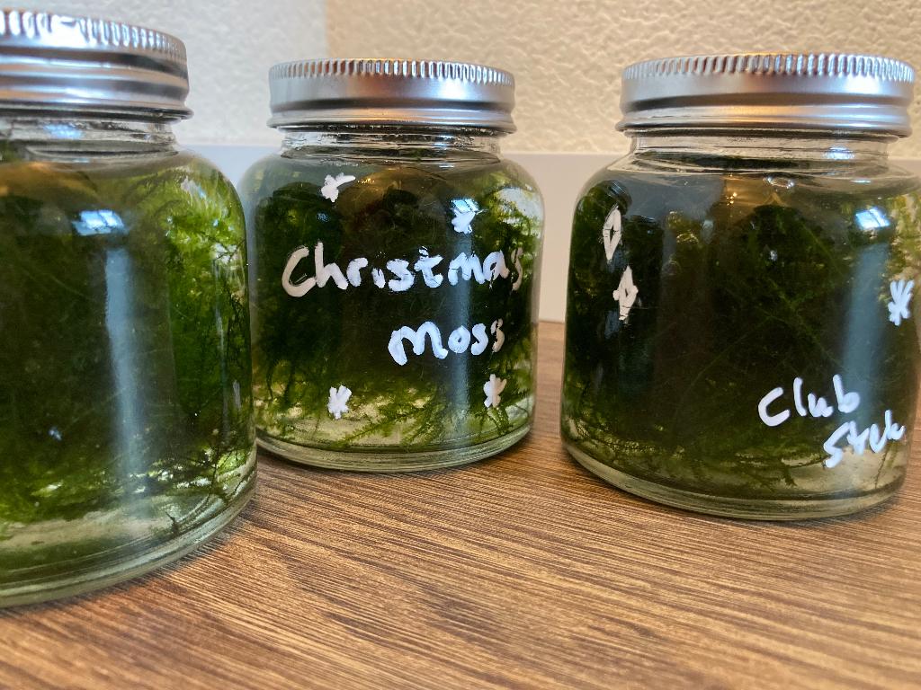 Christmas moss aquarium plant mos, Overige soorten, In pot, Minder dan 100 cm, Halfschaduw