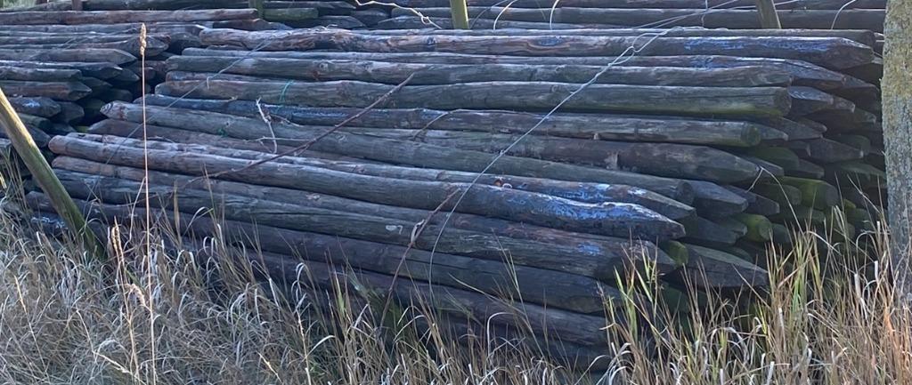boompalen, weidenpalen , afrastering,, Tuin en Terras, Palen, Balken en Planken, Gebruikt, Palen, 180 tot 250 cm, Ophalen