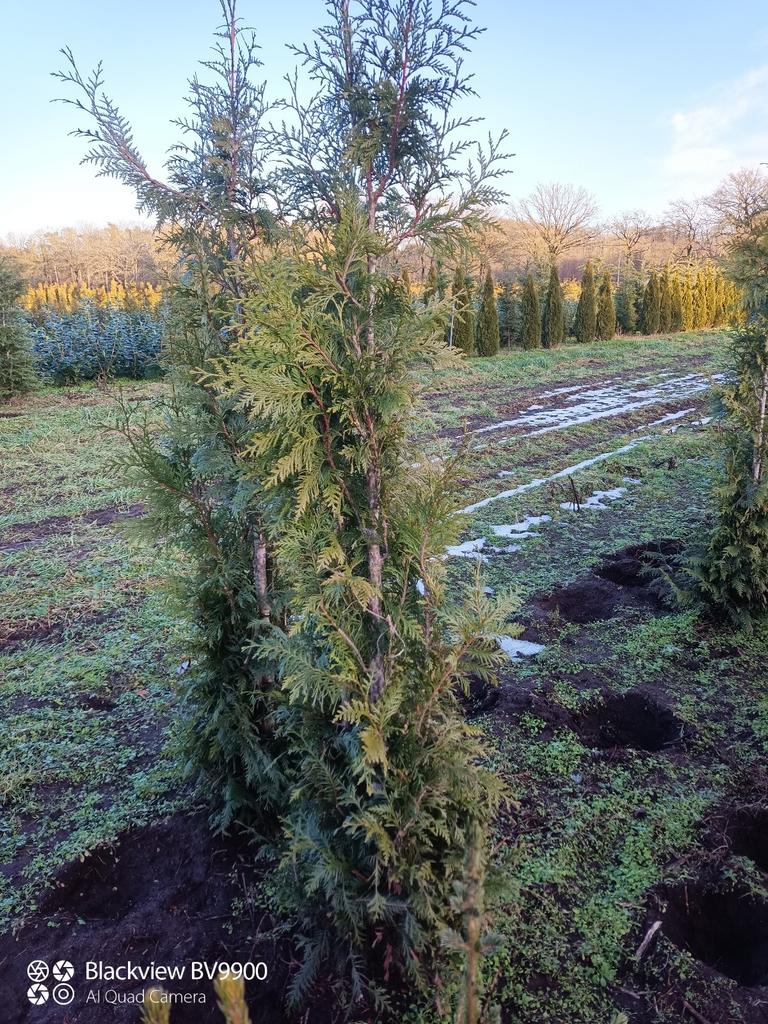 B-keus coniferen Thuja excelsa 175-200cm haag planten, Ophalen of Verzenden, Conifeer, Struik, 100 tot 250 cm