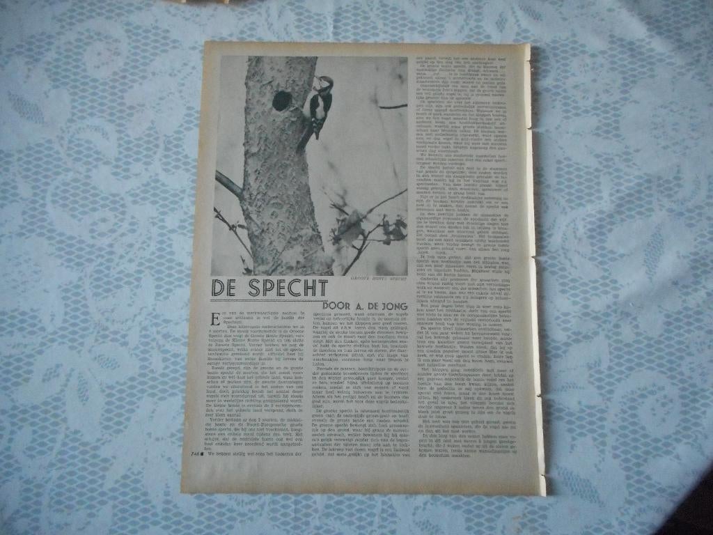 De specht. 1932., Ophalen of Verzenden, 1920 tot 1940, Knipsel(s)