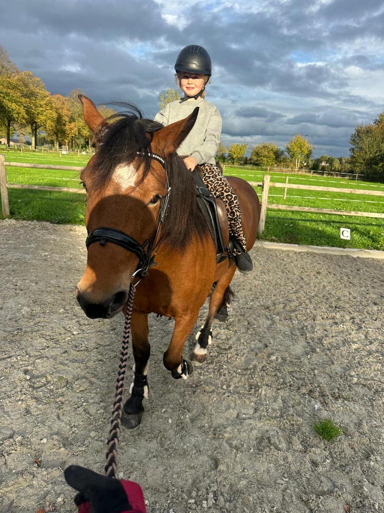 Verzorgpony gezocht, Ophalen of Verzenden, Zo goed als nieuw