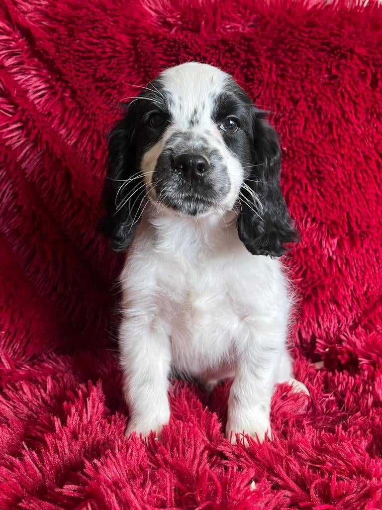 Friese Stabij  Cocker Spaniel puppy’s, Parvo, Nederland, 8 tot 15 weken, Meerdere