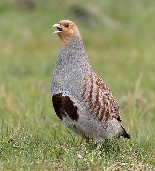 Broedeieren van de Europese patrijs (€2,20), Meerdere dieren, Kip