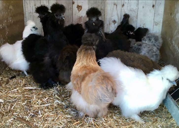 Zijdehoen kippen., Vrouwelijk, Kip