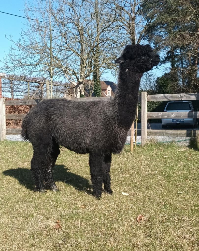 2 mooie alpacamerries te koop, Dieren en Toebehoren, Januari, Vrouwelijk