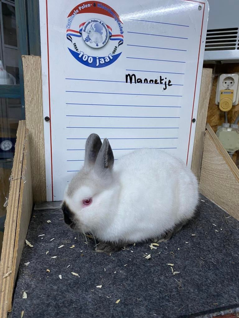 Jonge kleurdwergen Rus tekening, Dieren en Toebehoren, Konijnen, Meerdere dieren, Dwerg
