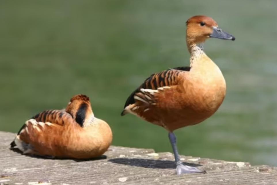 Gele fluiteend broedeieren gevraagd, Dieren en Toebehoren, Pluimvee, Geslacht onbekend, Eend