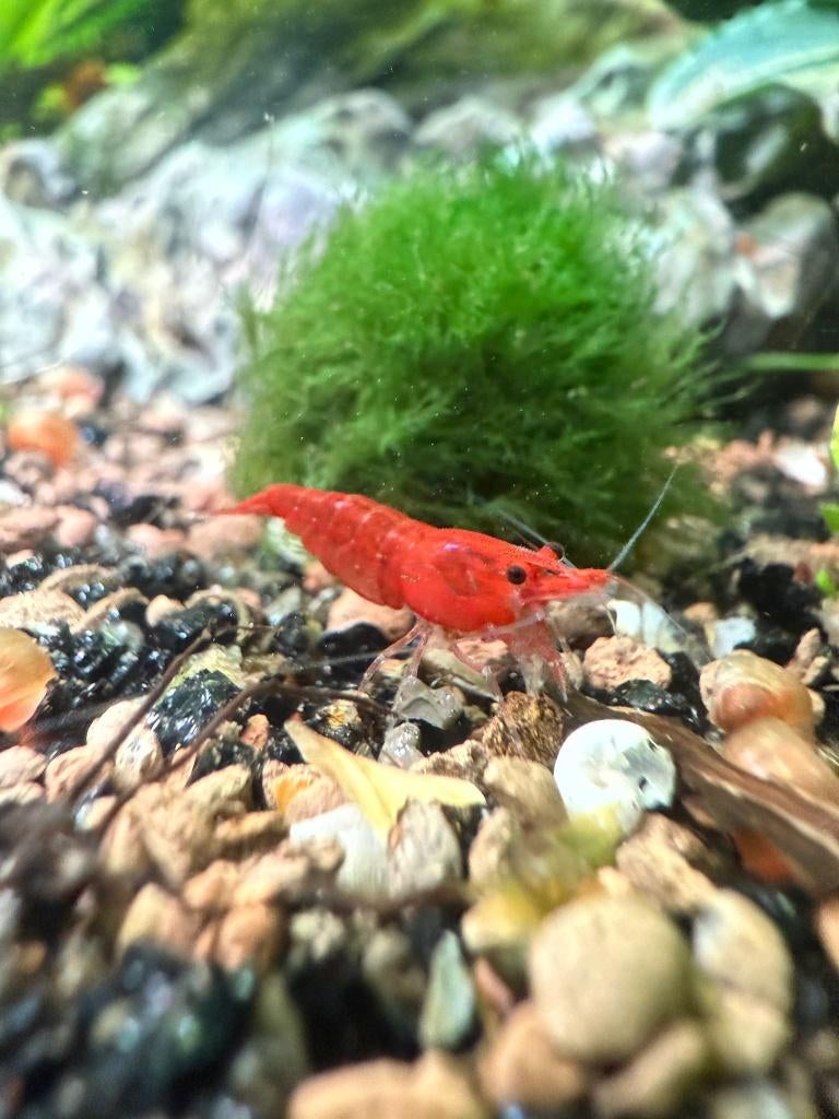 Rode vuurgarnaal, Dieren en Toebehoren, Vissen | Aquariumvissen, Kreeft, Krab of Garnaal