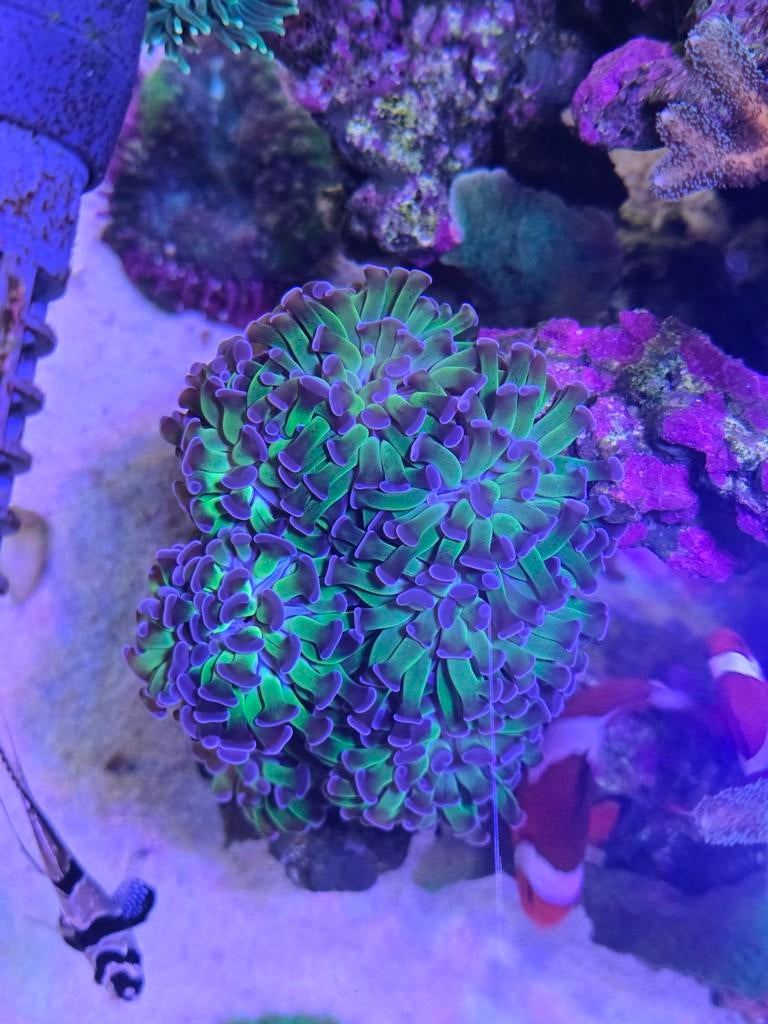Euphyllia/ Fimbriaphyllia Paraancora (Green/Purple), Dieren en Toebehoren, Vis