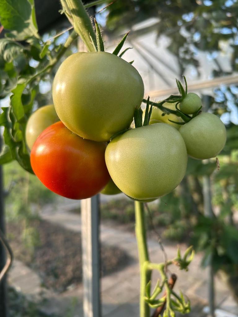 Stekken plantjes stekjesvan normale tomaten. Erg lekker, Ophalen, Eenjarig, Groenteplanten, Volle zon