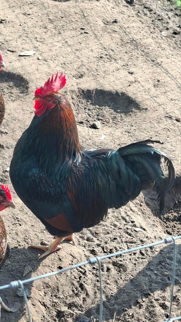 Broedeieren van raszuivere grote Barneveldse kippen, Dieren en Toebehoren, Geslacht onbekend, Kip