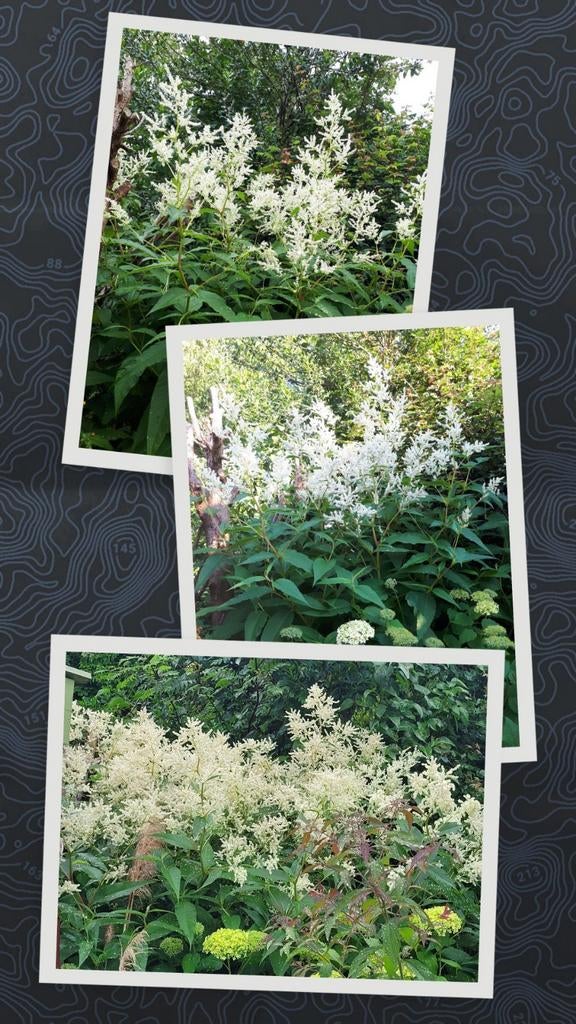 Persicaria polymorpha, Ophalen, Overige soorten, Halfschaduw