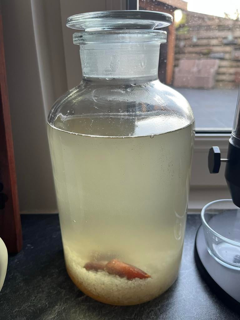 Water kefir biologisch, Ophalen
