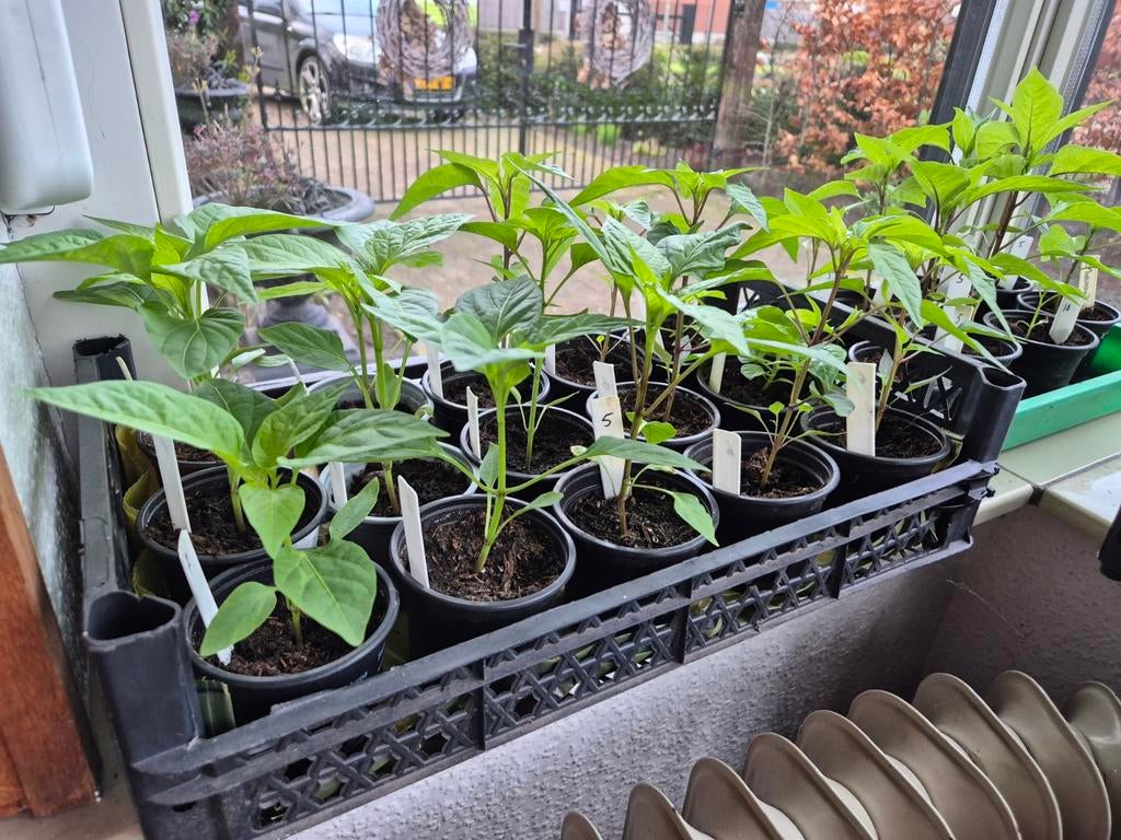 Peperplantjes, Tuin en Terras, Planten | Tuinplanten, Eenjarig, Overige soorten, Volle zon, Ophalen