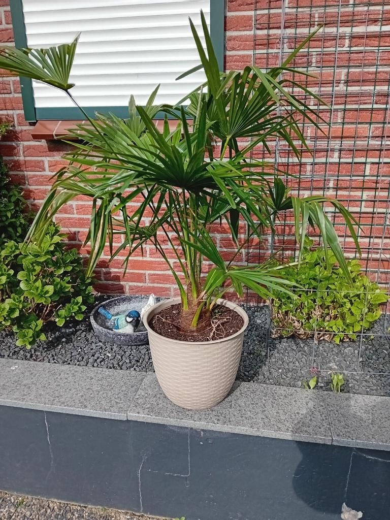 Mooie palmboom met beige pot, Ophalen, Palmboom