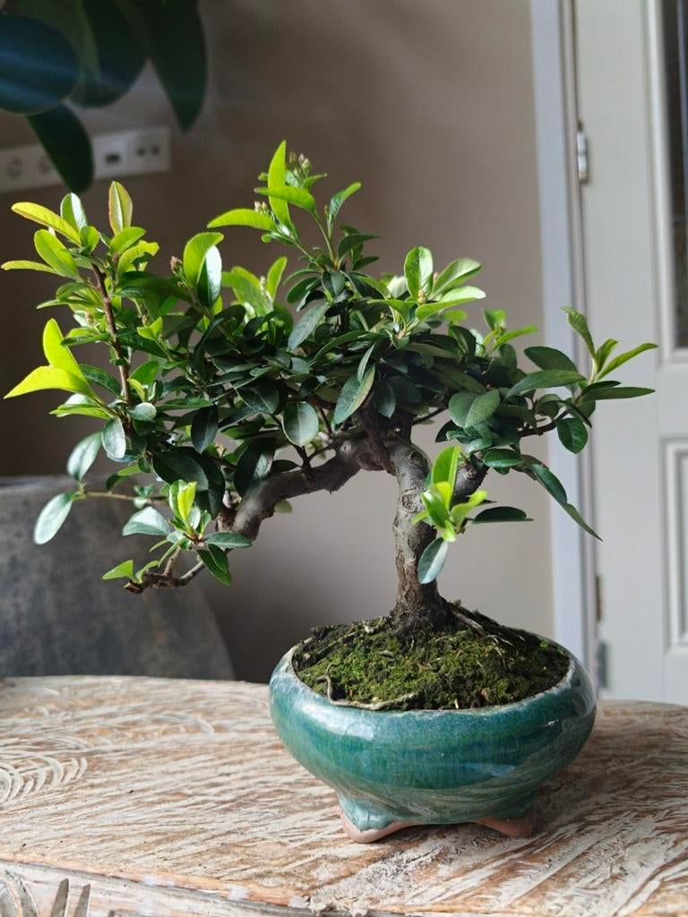 Pyracantha Bonsai 10 jaar, Bloeit niet, Halfschaduw, Minder dan 100 cm, Overige soorten