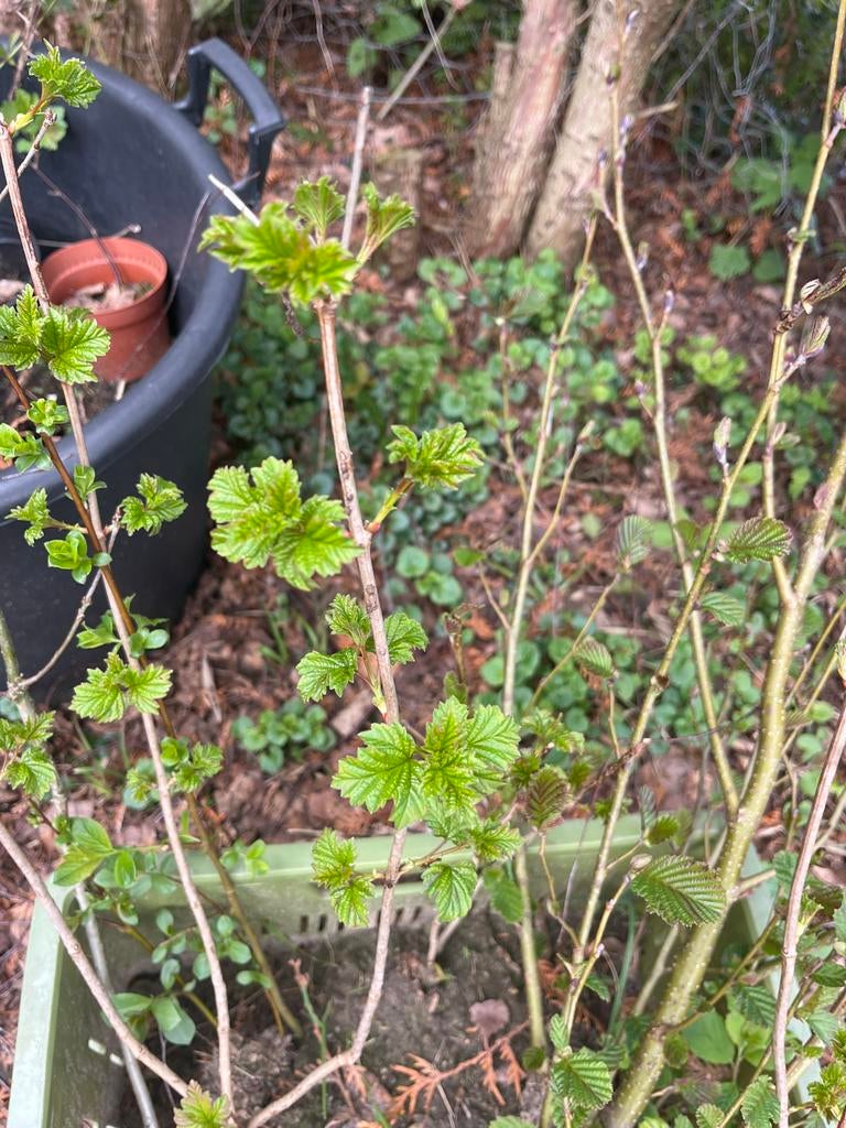 Viburnum / gelderse roos plant, Overige soorten, Vaste plant, Ophalen of Verzenden, Halfschaduw