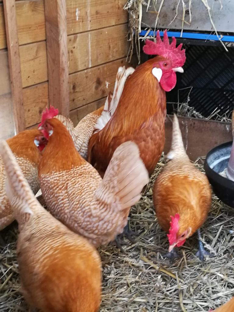 Broedeieren Friese kippen., Dieren en Toebehoren, Pluimvee, Geslacht onbekend, Kip