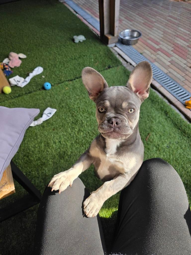 Fransebulldog pup  teefje isabella bleu&tan, Parvo, 8 tot 15 weken, Teef, Bulldog