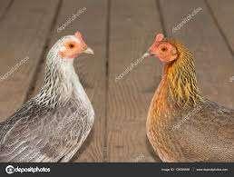 Krielkippen.........................................!!!!!!!!, Dieren en Toebehoren, Pluimvee, Vrouwelijk, Kip