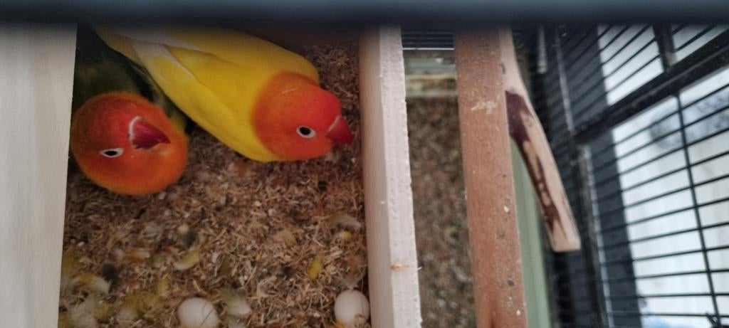 Agoponis koppel met kooi (1), Meerdere dieren, Parkiet