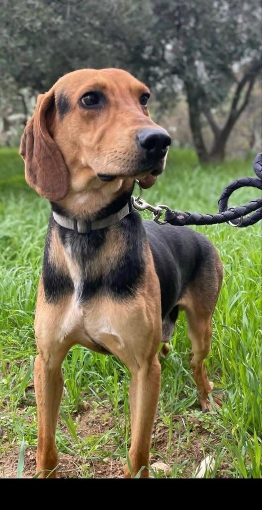 Bailey, 1,5 jaar oud Reu, verblijft op Cyprus, Dieren en Toebehoren, Honden | Niet-rashonden, Nederland, 1 tot 2 jaar, Parvo, Eén hond