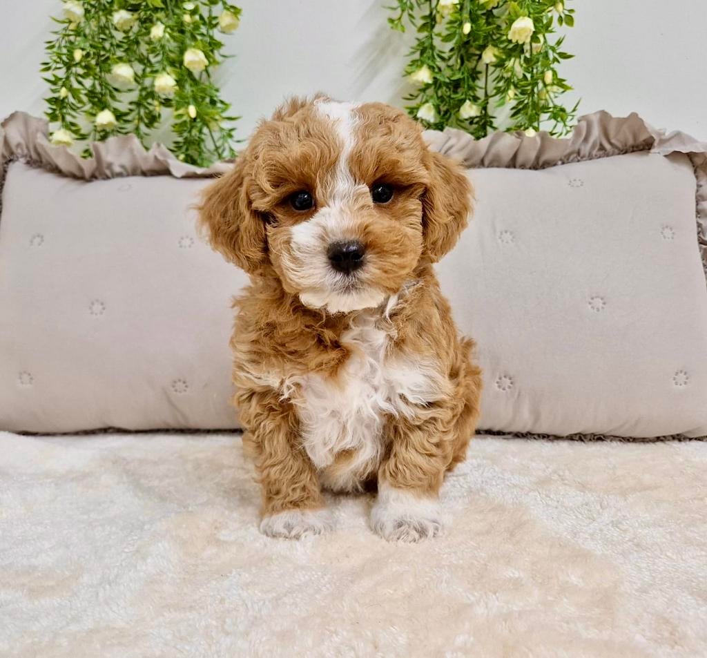 Prachtige boomer x toy poedel pups, Parvo, Nederland, Overige rassen, 8 tot 15 weken