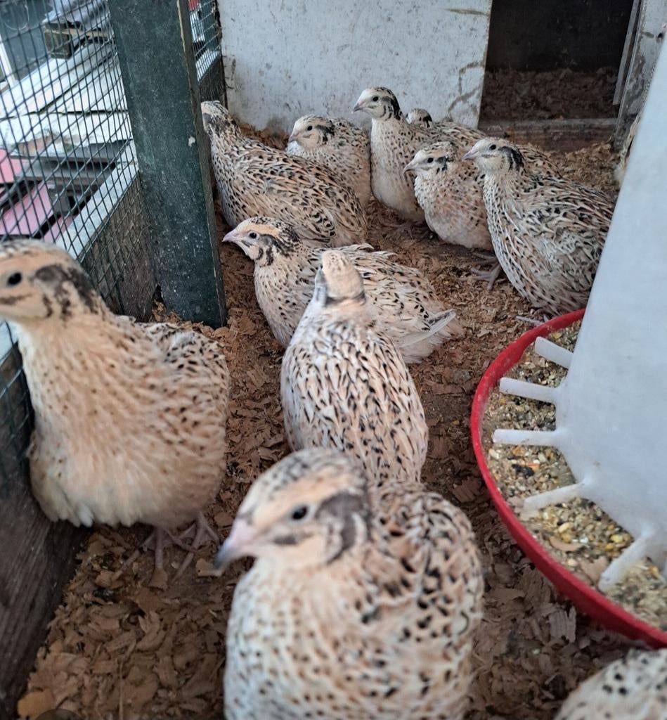 Prachtige japanse kwartels, mooie kleuren, Dieren en Toebehoren, Meerdere dieren, Tropenvogel, Tam