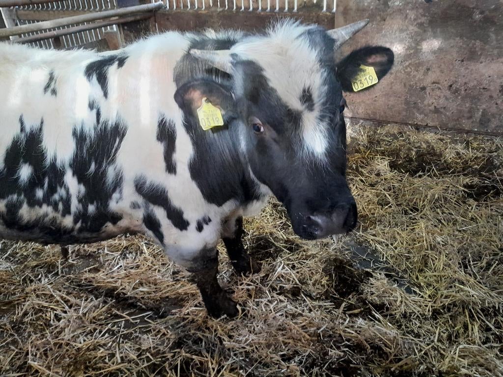 Verkoop dikbilstier, Mannelijk, 0 tot 2 jaar