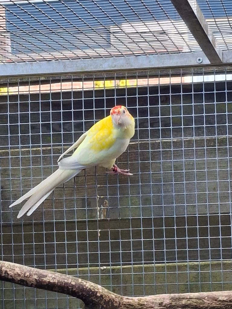 Lutino bleekkop rosella pop 2024, Vrouwelijk, Parkiet, Geringd