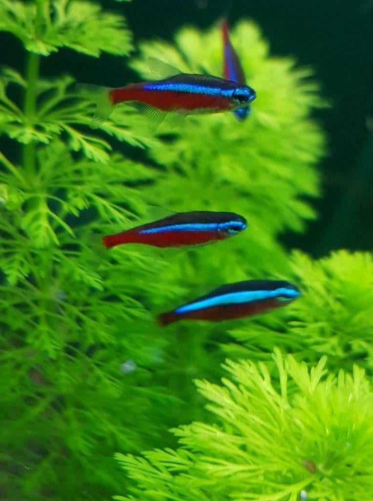 Hobbyaquarium Kardinaal tetra xl, Vis, Zoetwatervis, Schoolvis