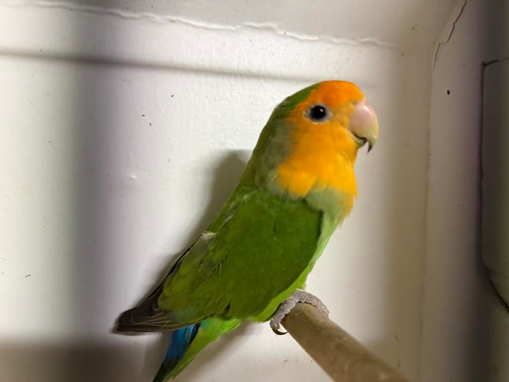 Agapornis Roseicolli pop, Vrouwelijk, Dwergpapegaai of Agapornis