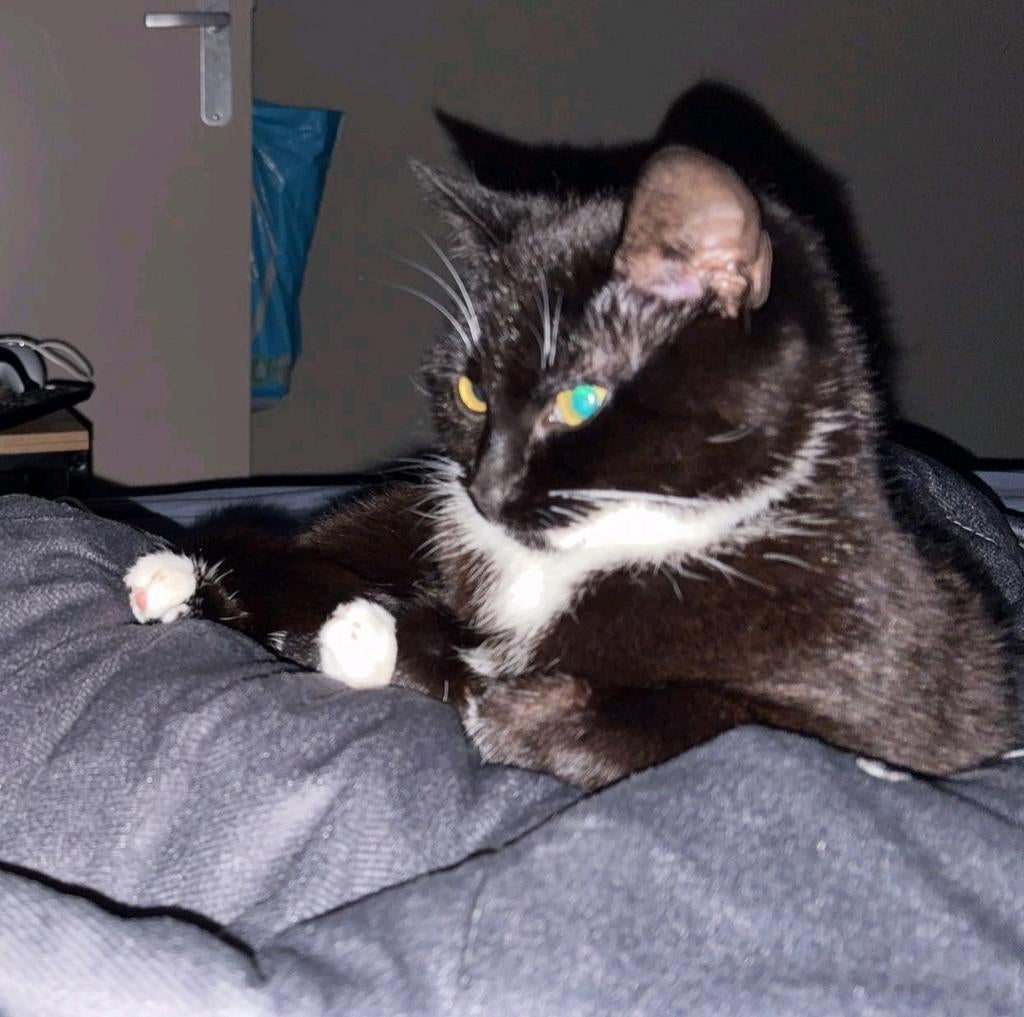 Poesje van 8 maanden, Kat