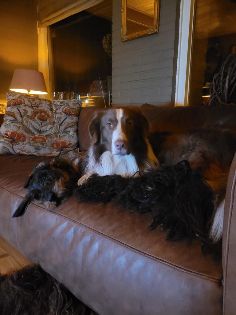 Hondenoppas in huiselijke sfeer, Trimmen of Verzorging