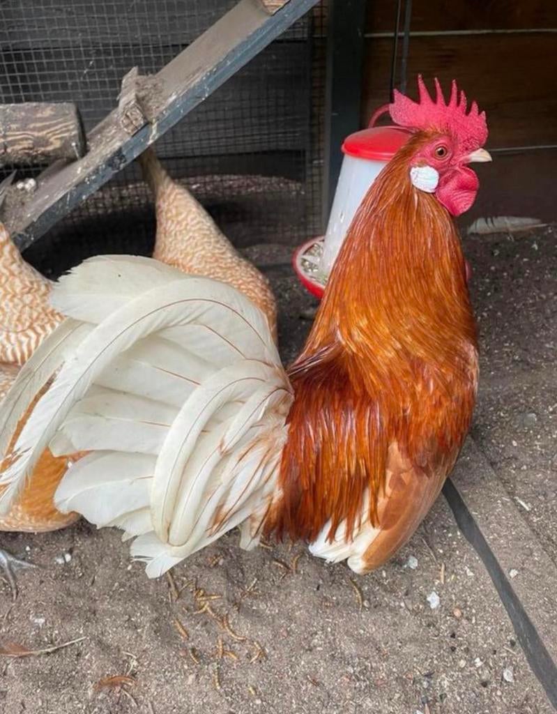 Friese kriel haan geel wit pel, Mannelijk, Kip